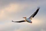 White Pelican In Flight_35579